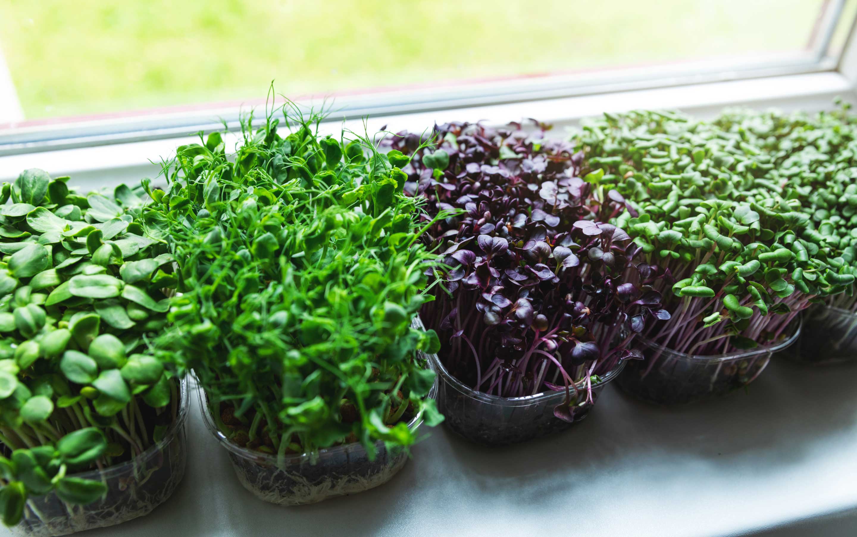 microgreens grown locally delivered to you