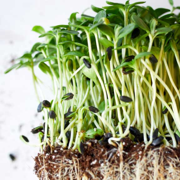 Image of Microgreens that you can click on to order.