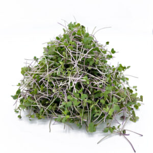 broccoli microgreen product image