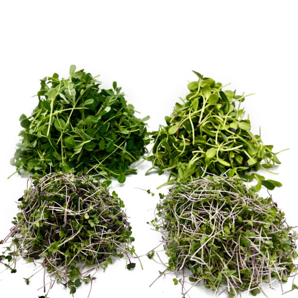 Microgreen Subscription 4 product image including pea shoots, sunflower microgreen, broccoli microgreens, and salad mix microgreens