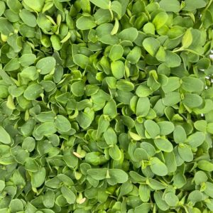 Cantaloupe Microgreens grown by Blooming Palate