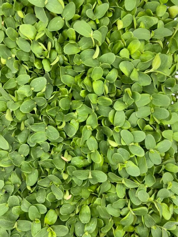 Cantaloupe Microgreens grown by Blooming Palate