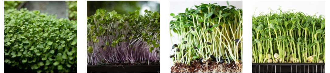 image of a variety of different microgreens we show.